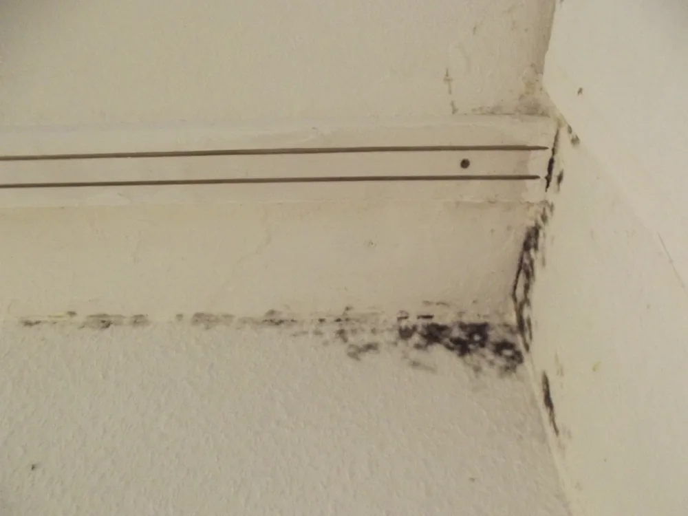Technician in protective gear removing a mold-damaged wall in a Calimesa home